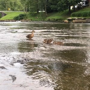 Meet your Posher, Norma